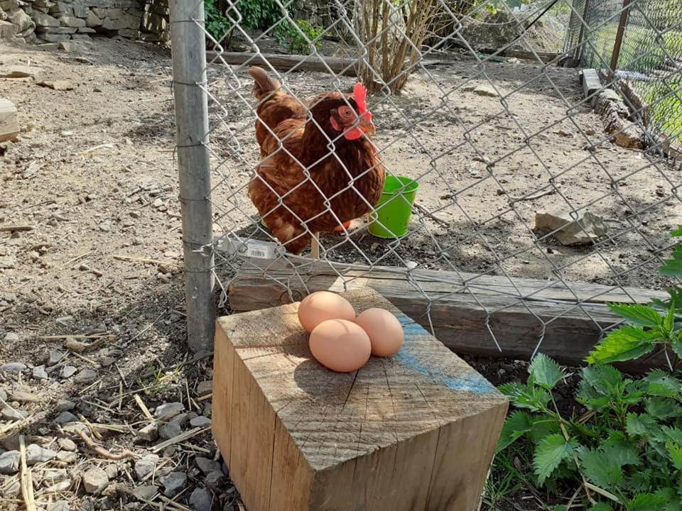 Penzion Mala Farma Nemojany المظهر الخارجي الصورة